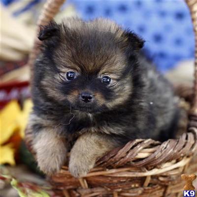 Pomeranian Puppies for Sale