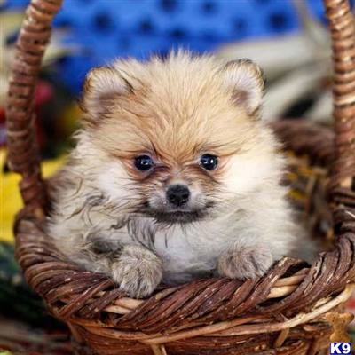 Pomeranian Puppies for Sale