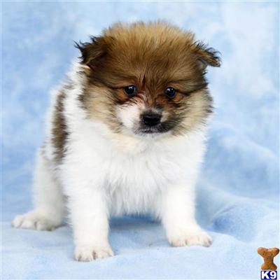 Pomeranian Puppies for Sale