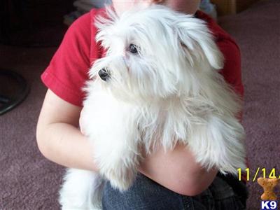 Maltese Puppies for Sale