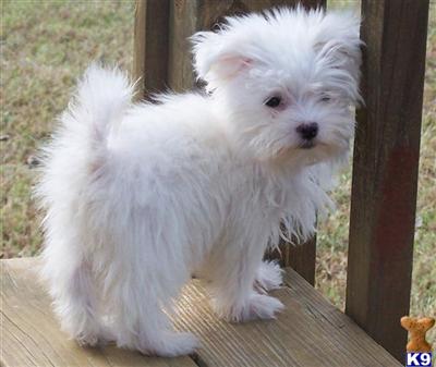 Maltese Puppies for Sale