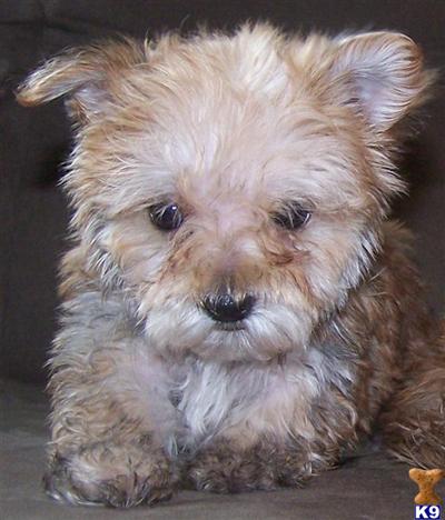 Maltese Puppies for Sale