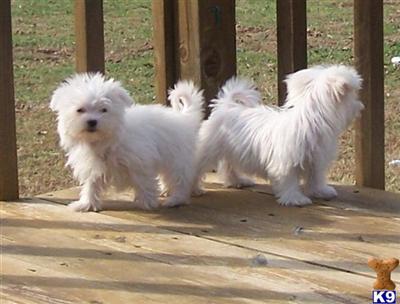Maltese Puppies for Sale
