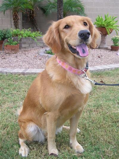 Female Dogs