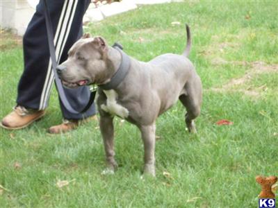 Stud Dogs in MI