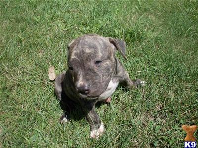 Dogs for Sale in MI