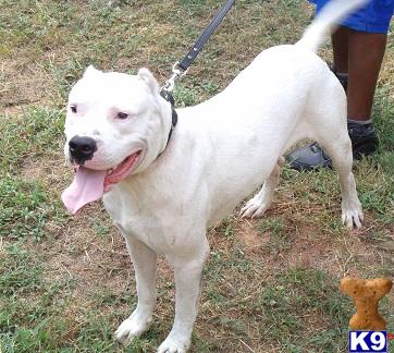 Dogo+argentino+puppies+for+sale