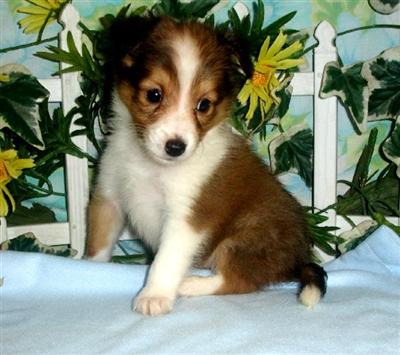 Shetland Sheepdog Puppies for Sale