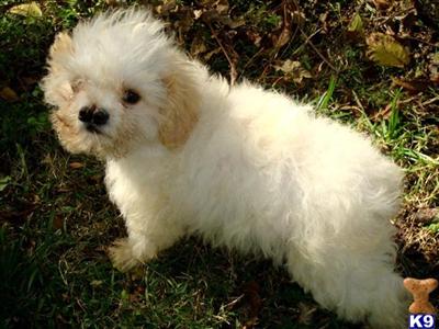 Dogs for Sale in KS