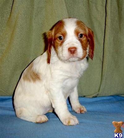 Brittany Puppies for Sale