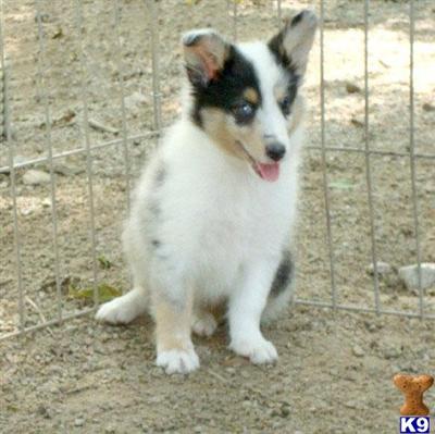 Shetland Sheepdog Puppies for Sale
