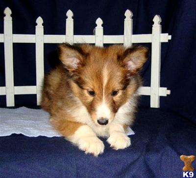 Shetland Sheepdog Puppies for Sale