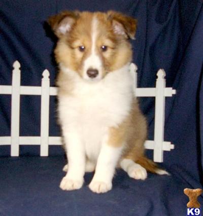 Shetland Sheepdog Puppies for Sale