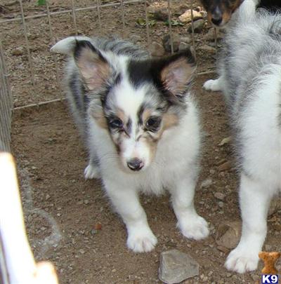Shetland Sheepdog Puppies for Sale