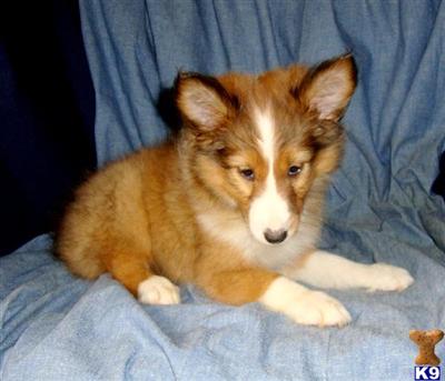 Shetland Sheepdog Puppies for Sale