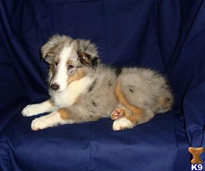 Shetland Sheepdog Puppies for Sale