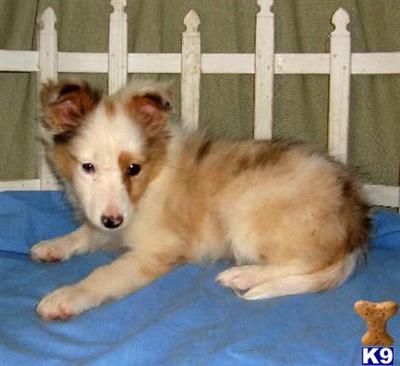 Shetland Sheepdog Puppies for Sale