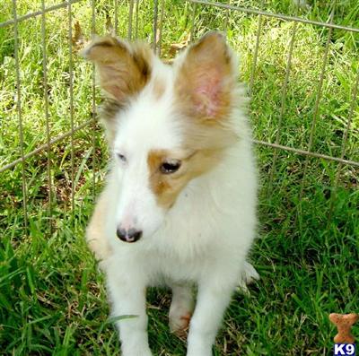 Shetland Sheepdog Puppies for Sale