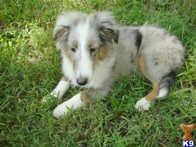 Shetland Sheepdog Puppies for Sale