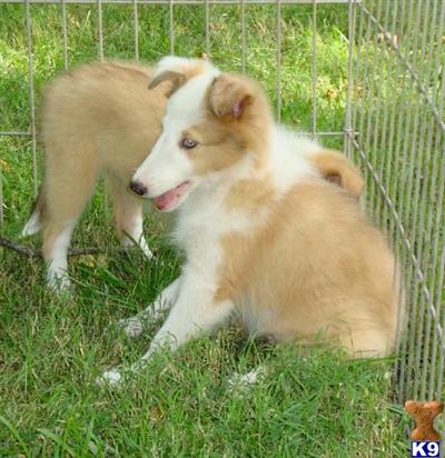 Shetland Sheepdog Puppies for Sale