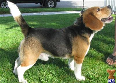 Stud Dogs - Beagle