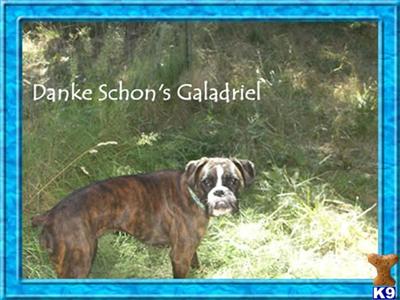 Dogs - Boxer