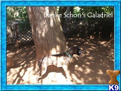 Dogs - Boxer