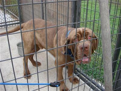 Stud Dogs - Neapolitan Mastiff