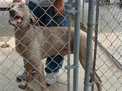 Stud Dogs in NJ