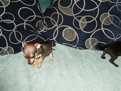 Puppies in NJ