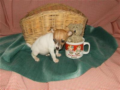Puppies in NJ