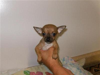 Puppies in NJ