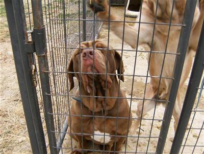 Dogs for Sale in NJ