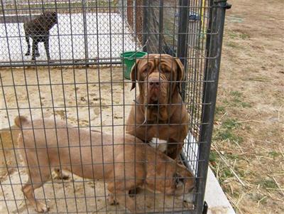 Stud Dogs - Neapolitan Mastiff