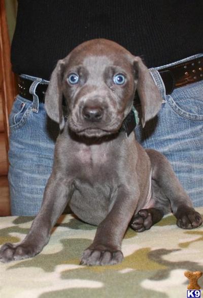 Puppies in MI