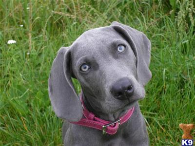 Weimaraner Puppies for Sale