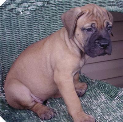 Bullmastiff Puppies for Sale
