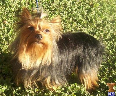 Stud Dogs - Yorkshire Terrier