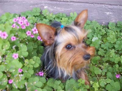 Stud Dogs - Yorkshire Terrier
