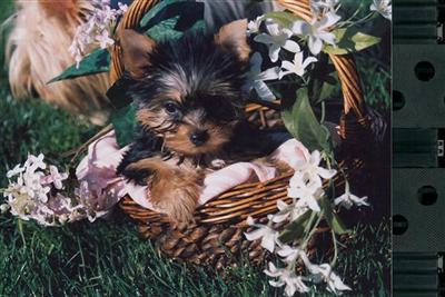 Puppies in AZ