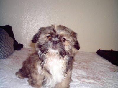 Stud Dogs - Shih Tzu
