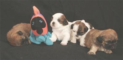 Puppies in AZ