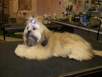 Shih Tzu Puppies for Sale