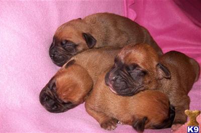 Boxer Puppies for Sale