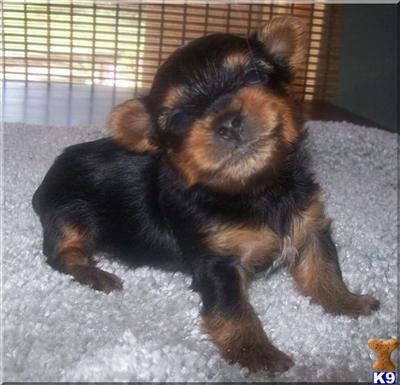Yorkshire Terrier Puppies for Sale