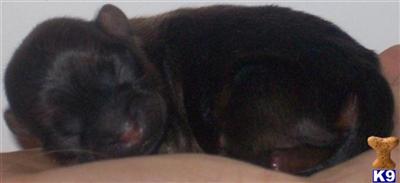 Shih Tzu Puppies for Sale