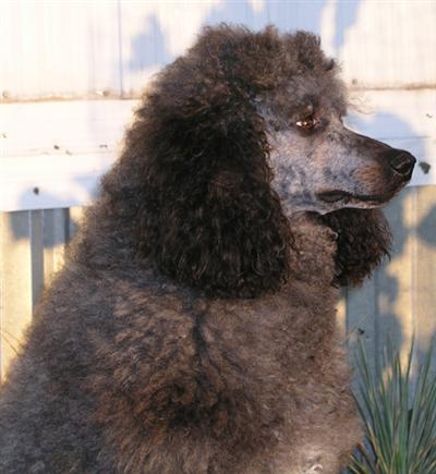 Dogs for Sale in SD