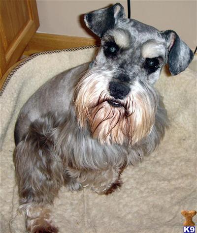 Stud Dogs - Miniature Schnauzer