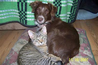 Dogs - Australian Shepherd