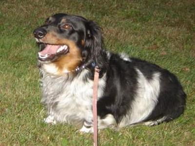 Dogs - Dachshund